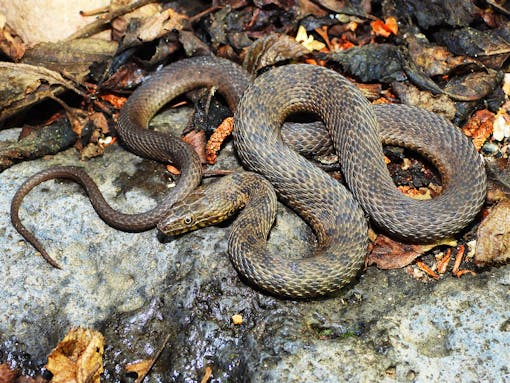 Narrowhead Garter Snake