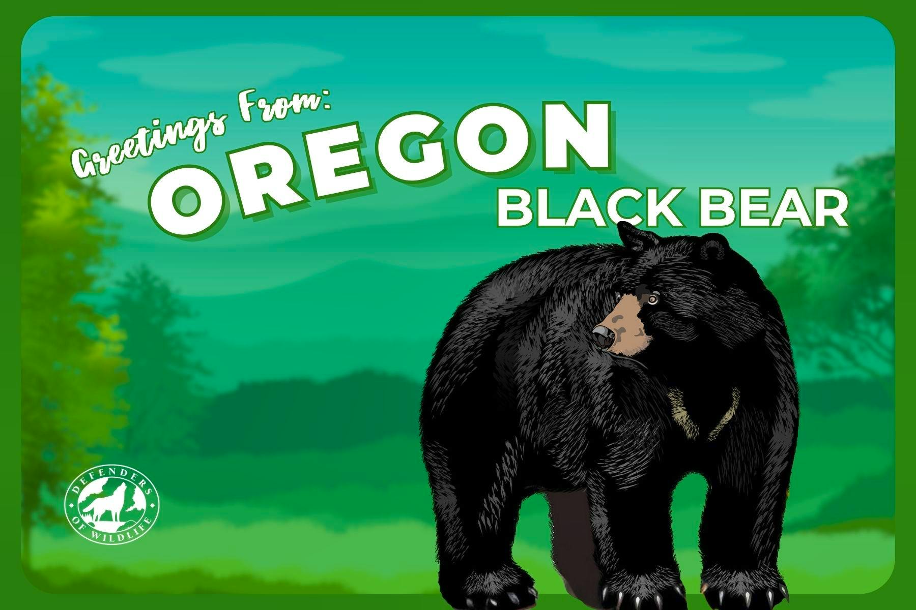 Oregon Postcard Black Bear