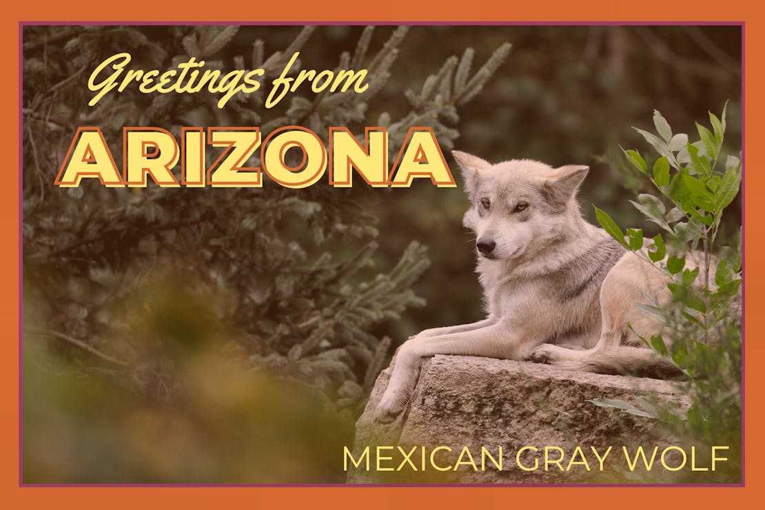 Arizona Postcard Greetings from Arizona Mexican Gray Wolf