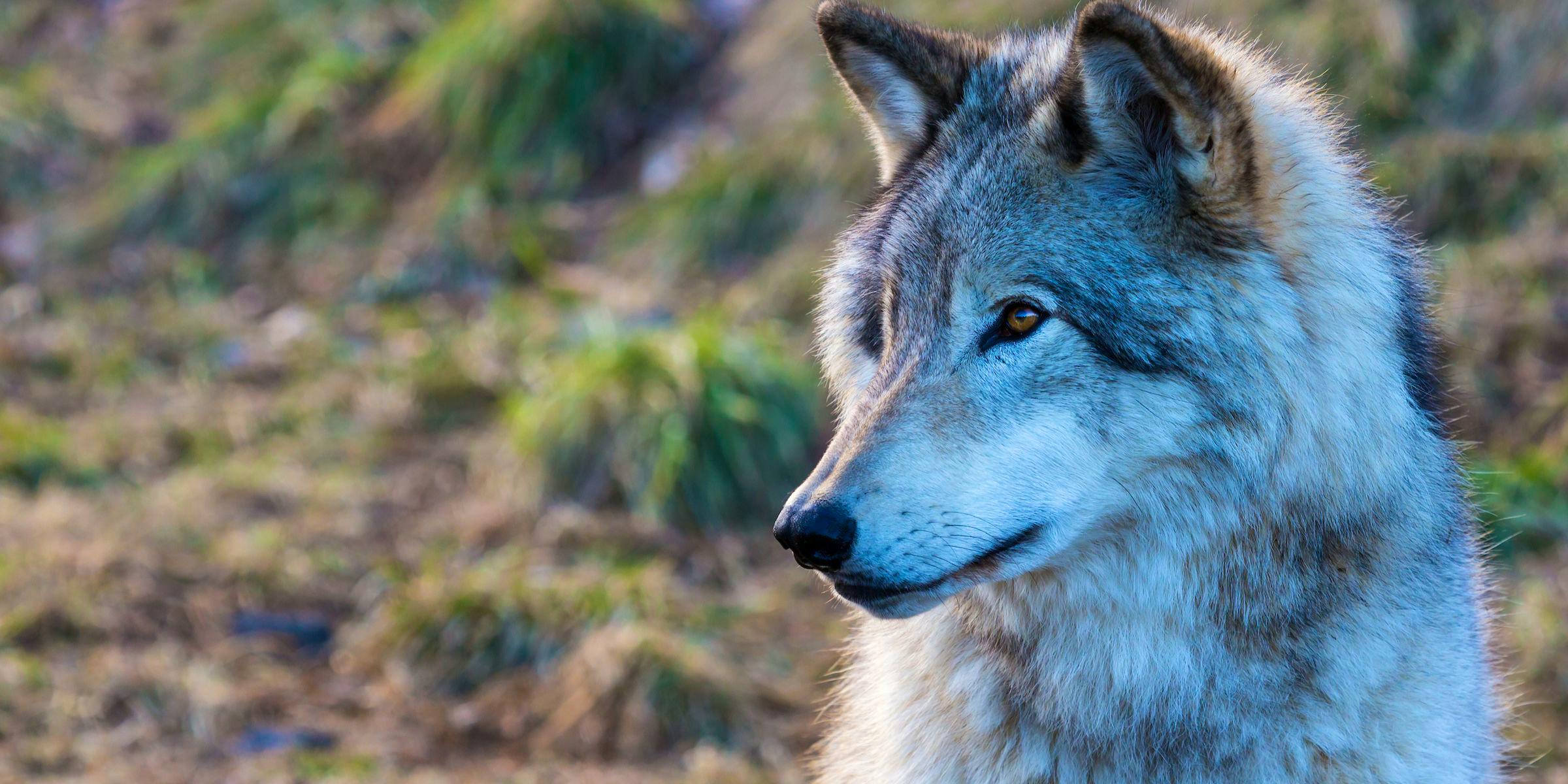 Gray Wolf Headshot in Profile 