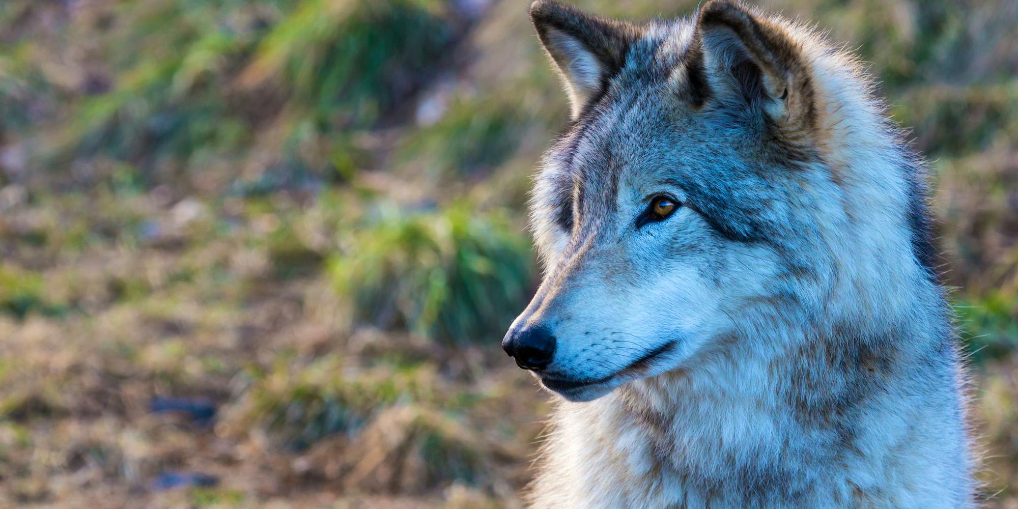 Gray Wolf Headshot in Profile