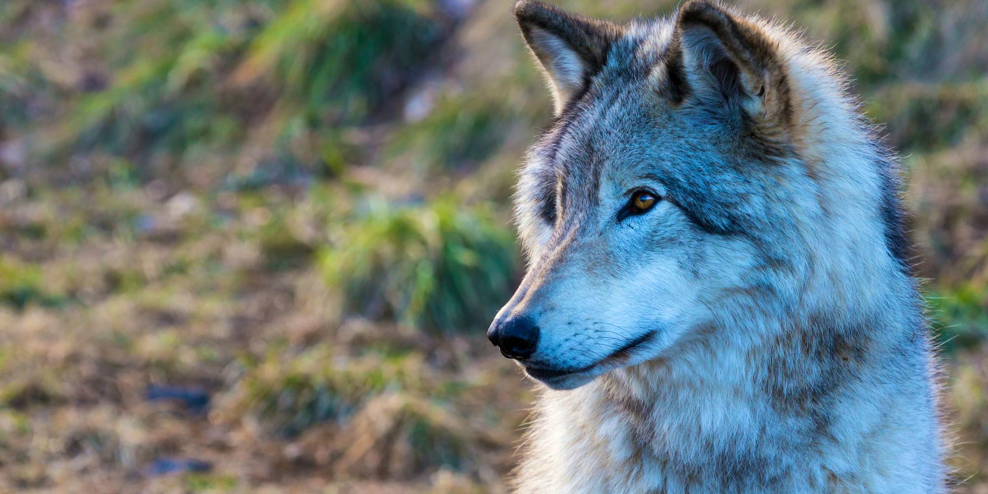 Gray Wolf Headshot in Profile 