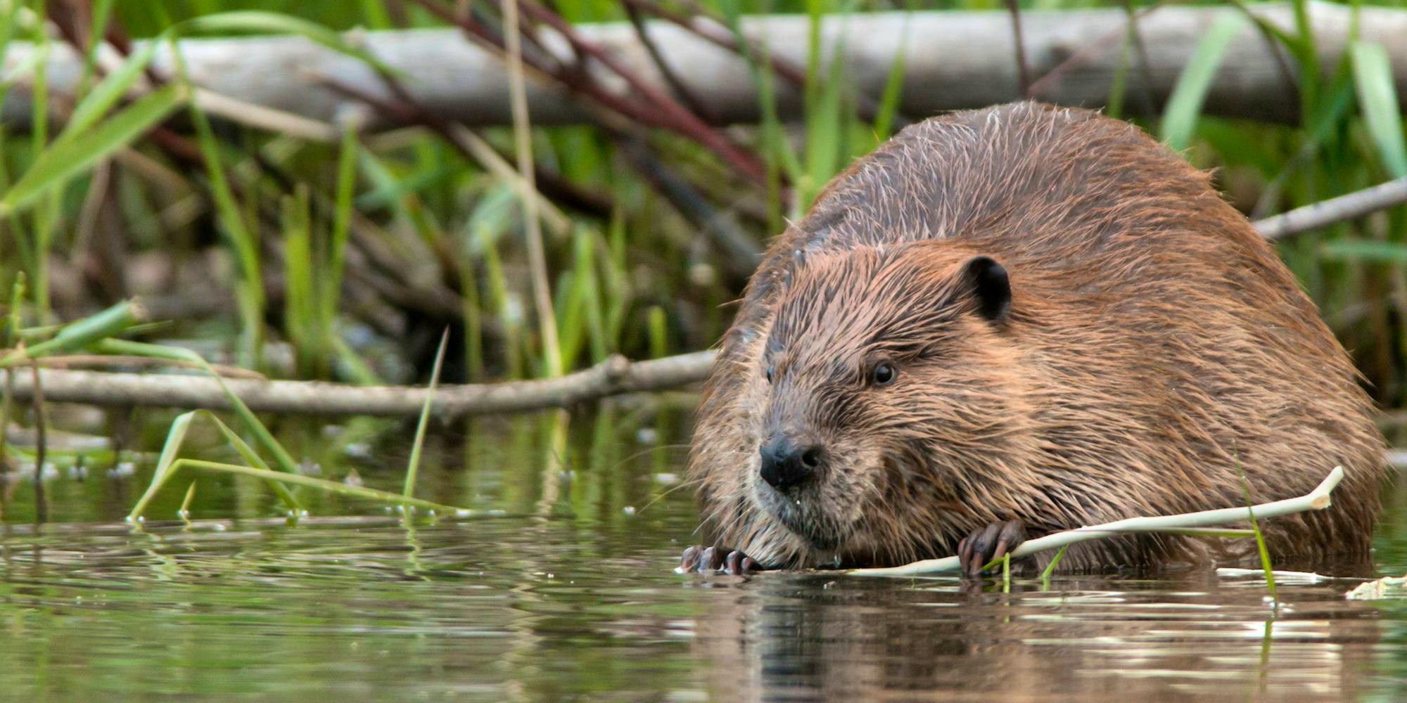 Beaver holding a branch