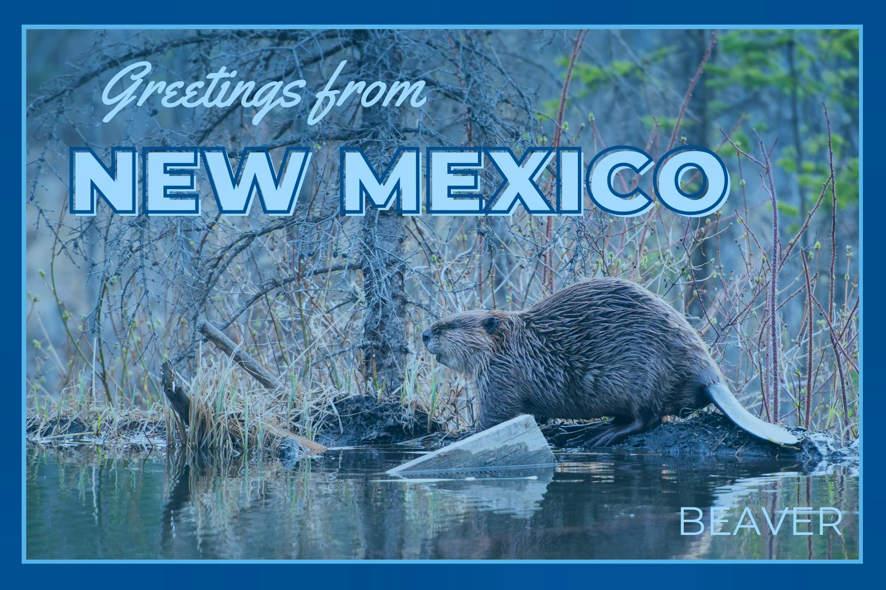 New Mexico Postcard Beaver