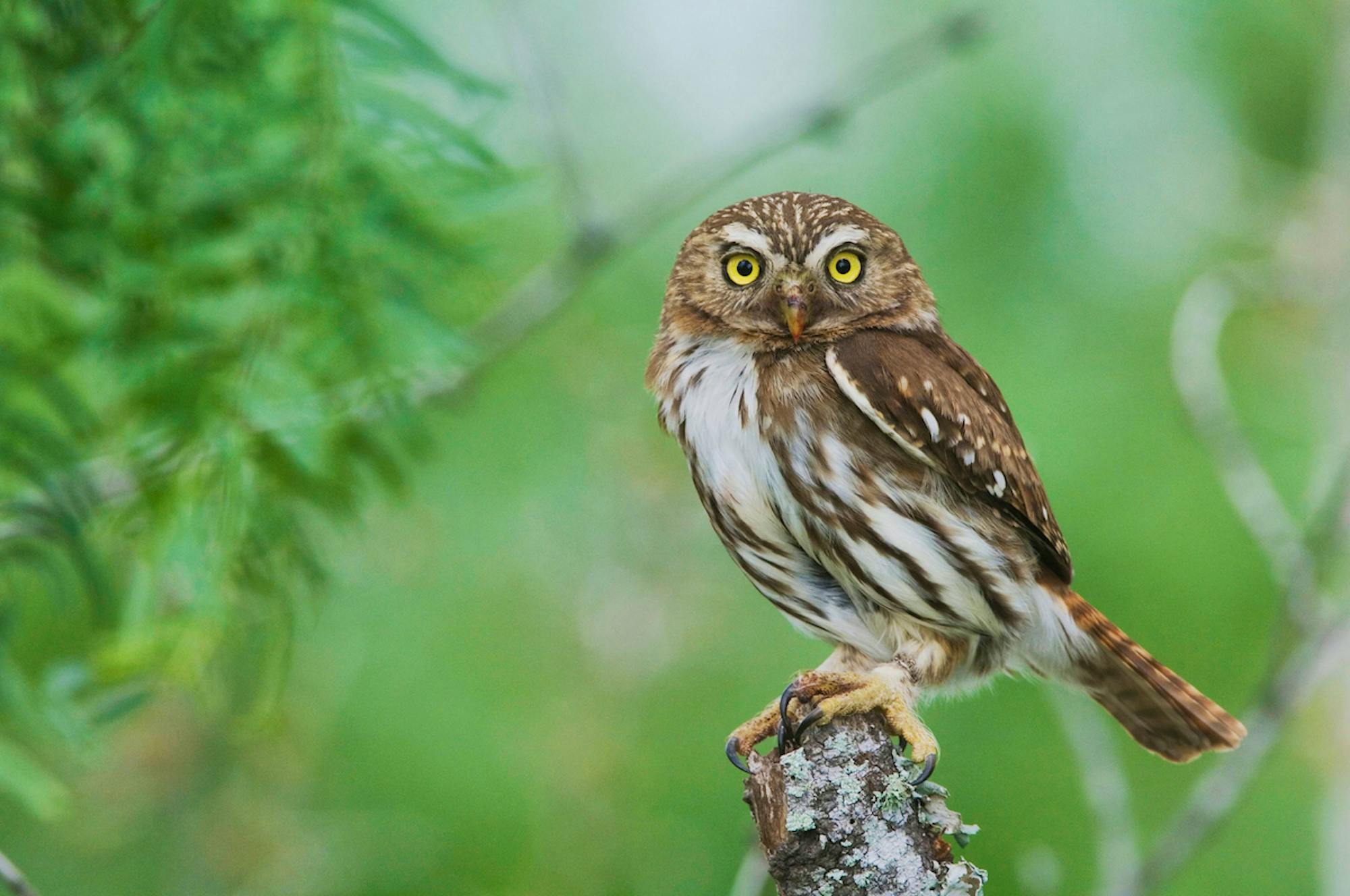  Ferruginous Pygmy Owl on branch