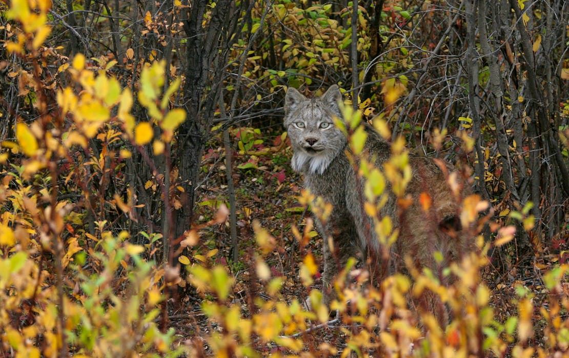 A Canada Lynx sits in a wooded area. The leaves on the trees surrounding and partially covering the cat are shades of light green, yellow and brown. The Lynx appears to be looking in the direction of the camera.