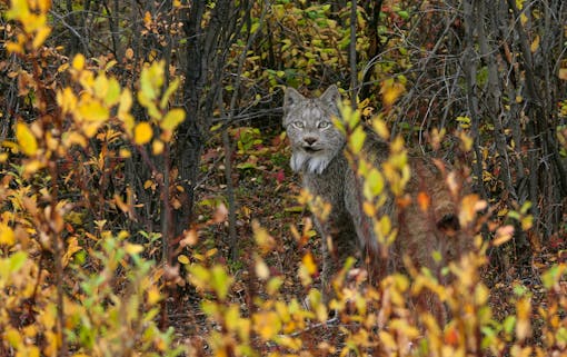 A Canada Lynx sits in a wooded area. The leaves on the trees surrounding and partially covering the cat are shades of light green, yellow and brown. The Lynx appears to be looking in the direction of the camera.