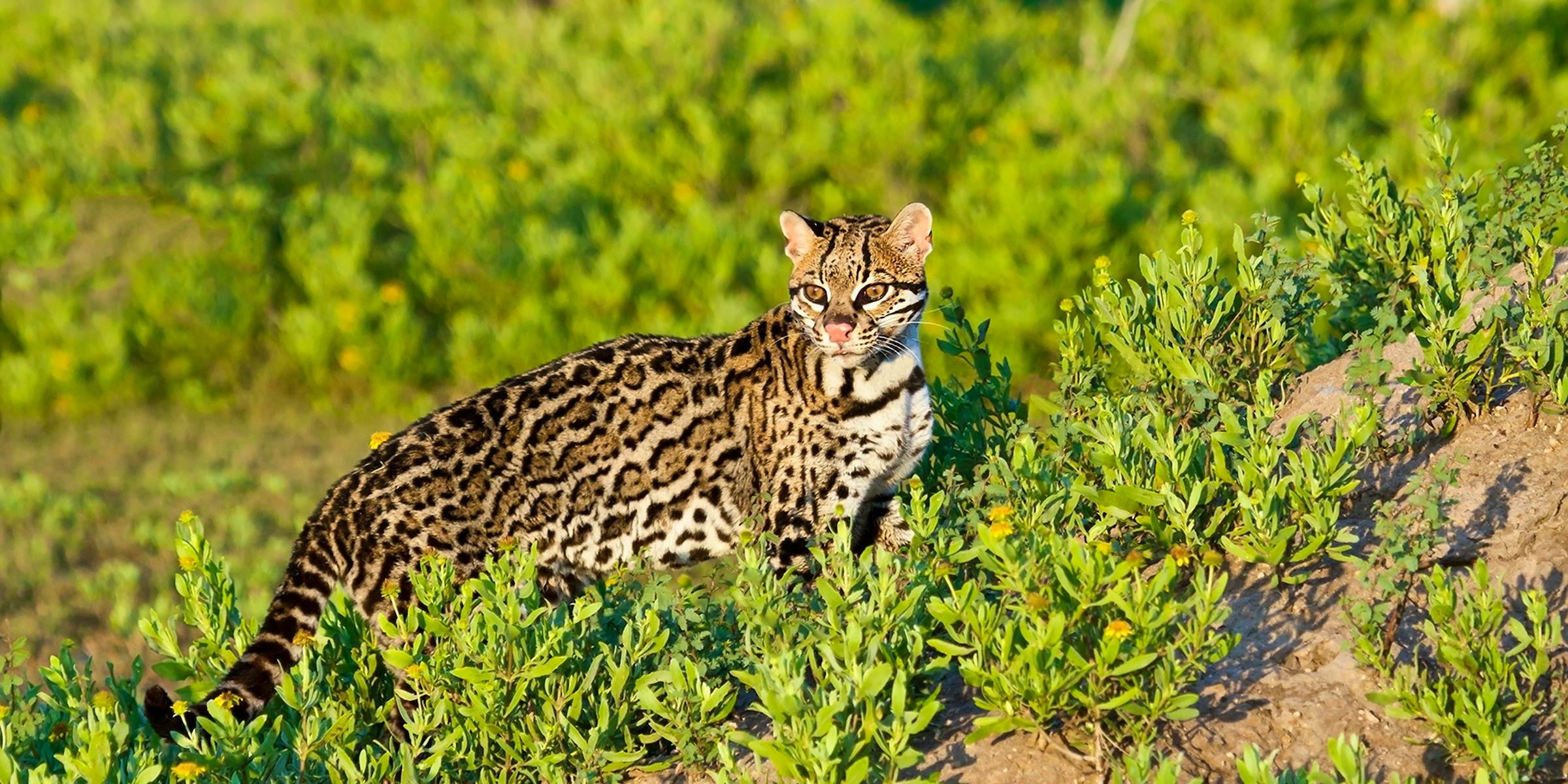 Ocelot standing in the sun