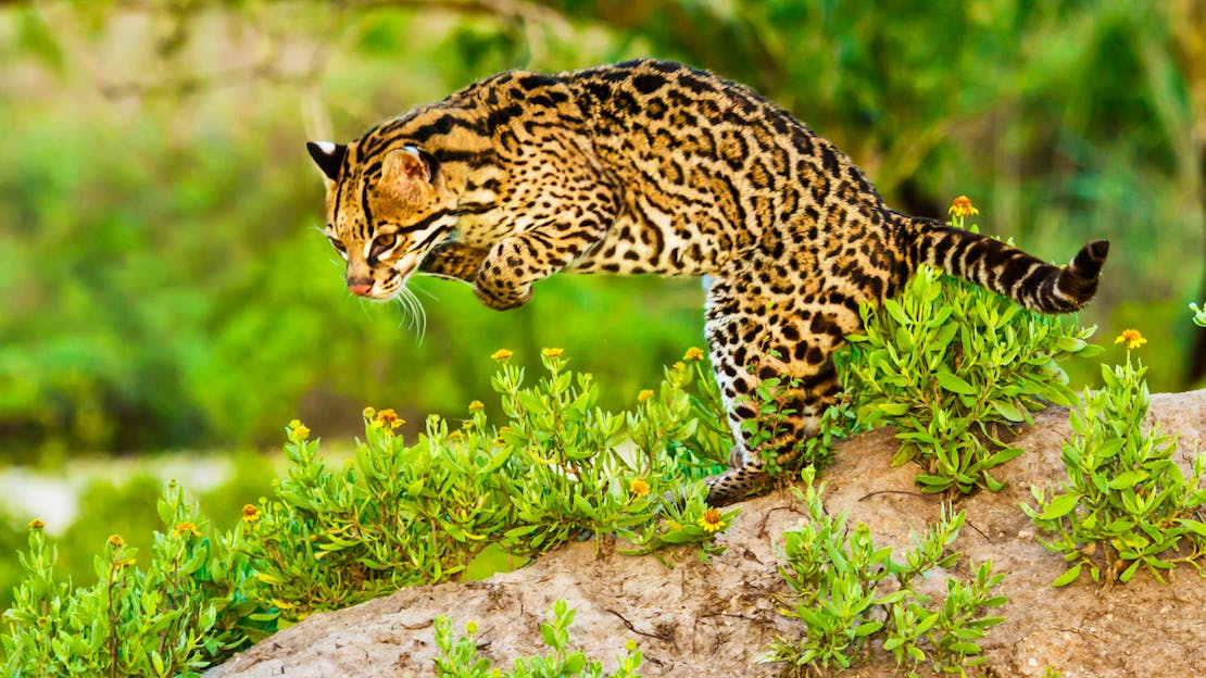 Ocelot jumping