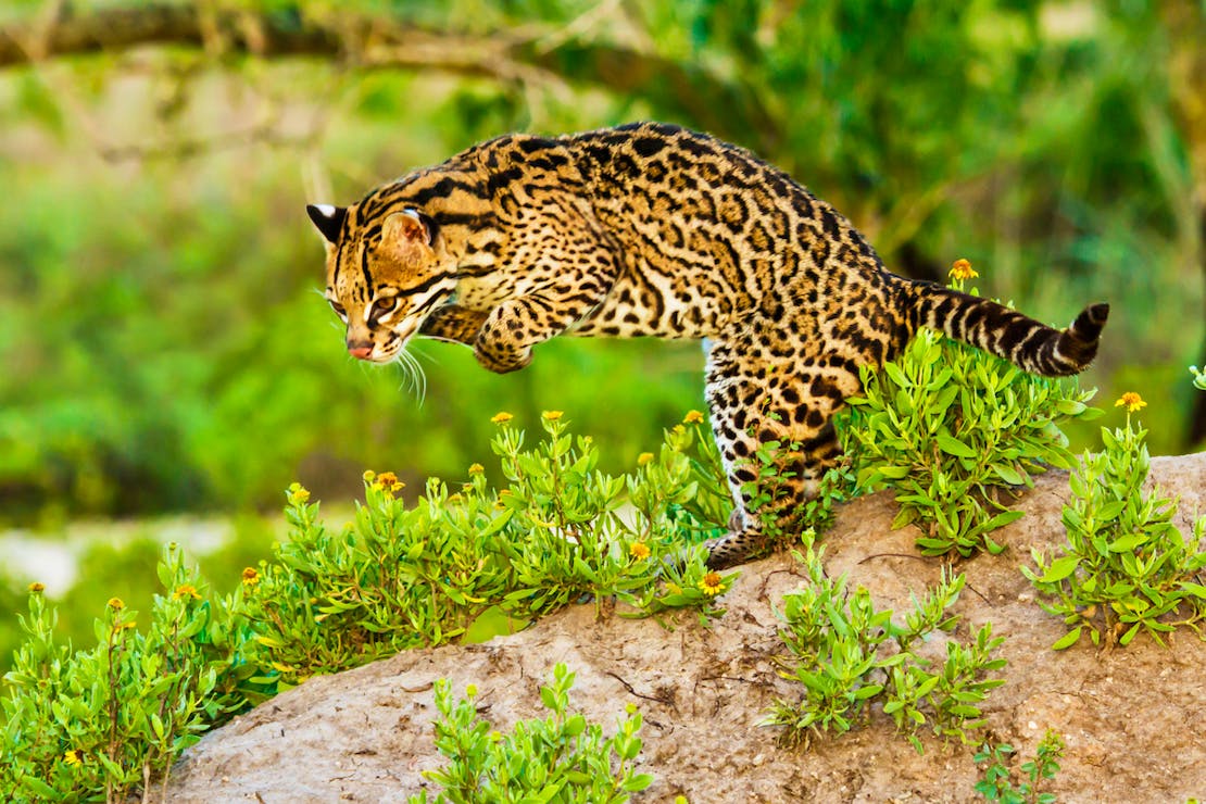 Ocelot jumping