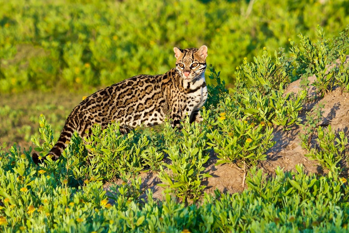 Ocelot standing in the sun