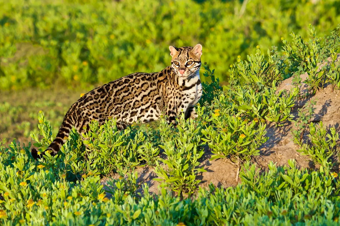 A Tale of Love and Recovery for Ocelots in Texas | Defenders of Wildlife