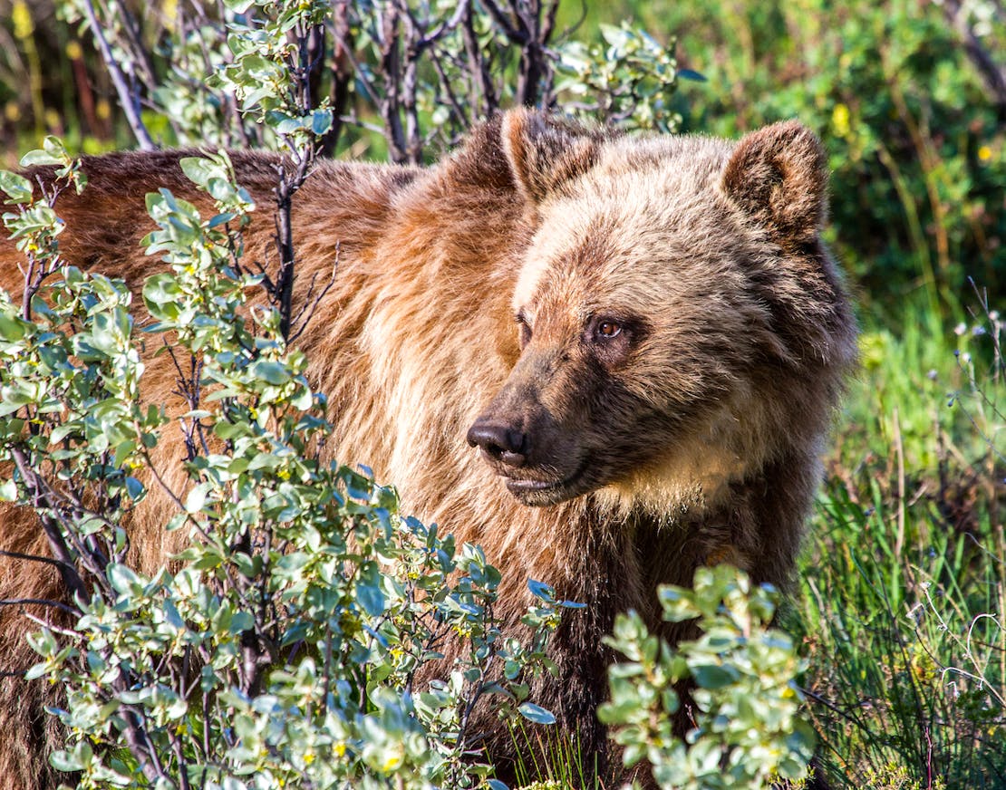 Grizzly Bear in a bush Glacier National Park Montana