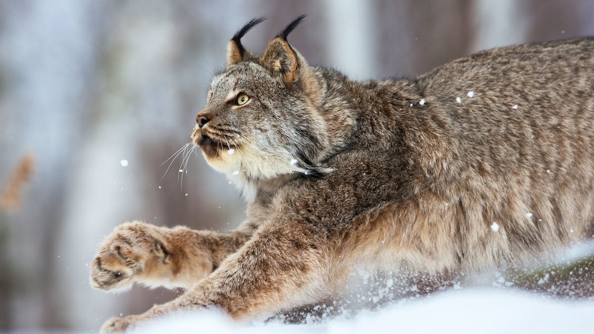 A Canada lynx runs through a snow covered ground. Only the front half of it's body shows in the photo, filling the frame. The lynx is looking up.