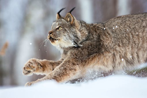 A Canada lynx runs through a snow covered ground. Only the front half of it's body shows in the photo, filling the frame. The lynx is looking up.