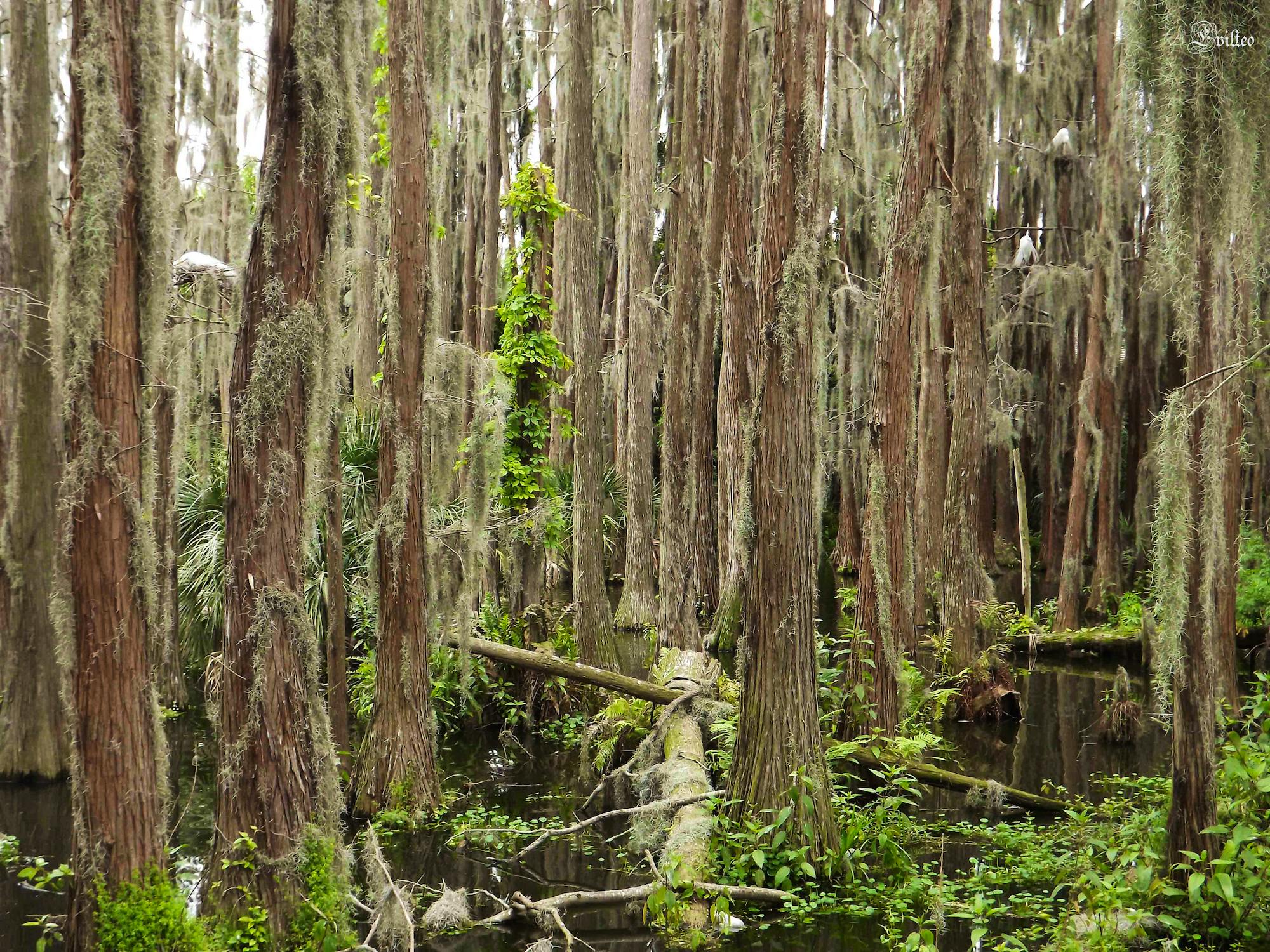 Cypress forest in Florida