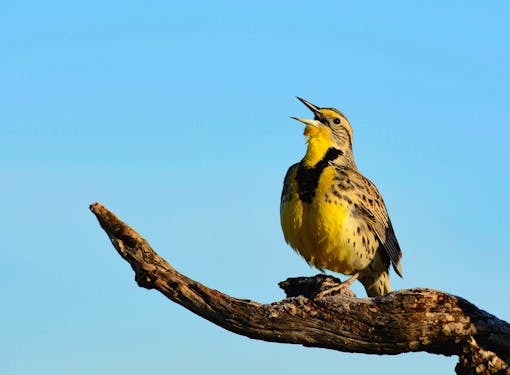 Western Meadowlark singing