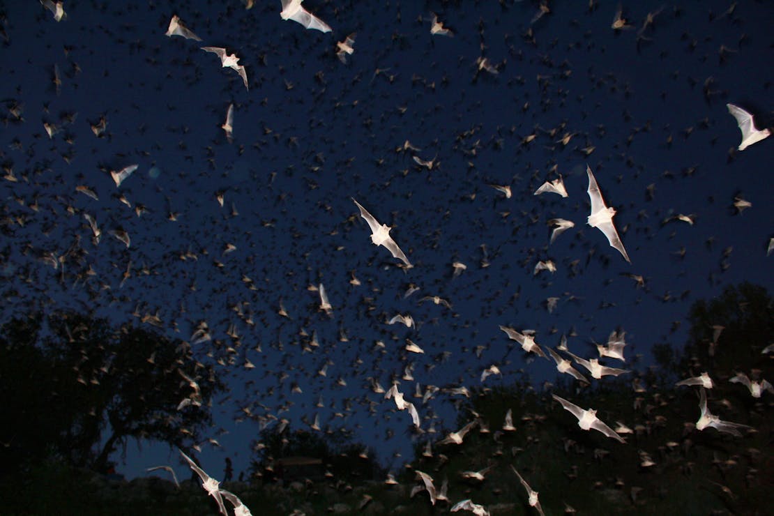 Mexican free-tailed bats exiting Bracken Bat Cave