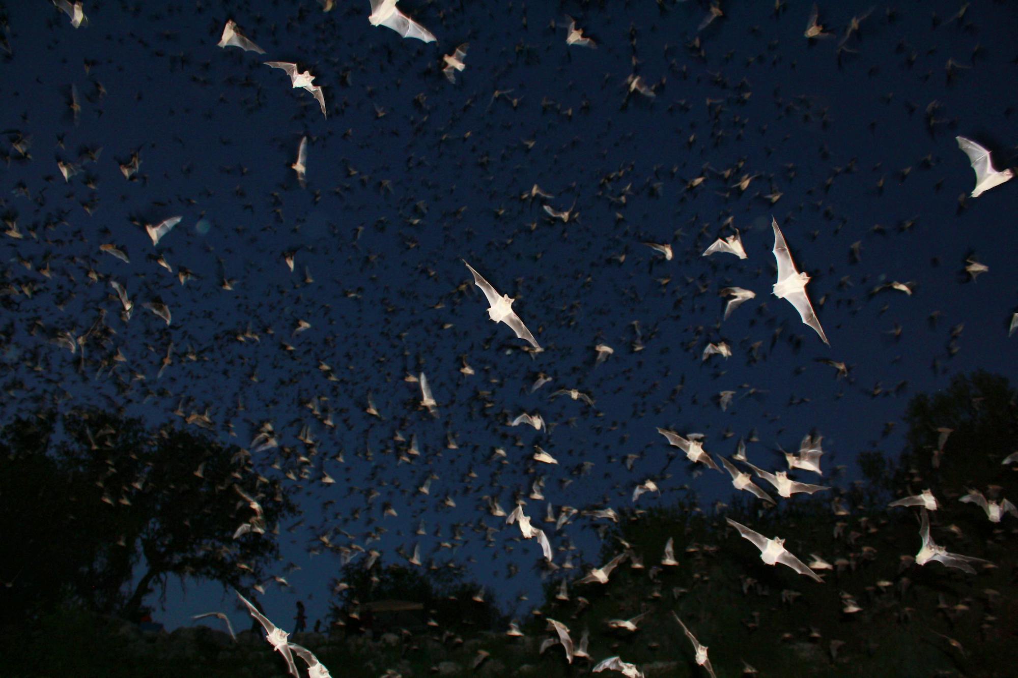 Mexican free-tailed bats exiting Bracken Bat Cave