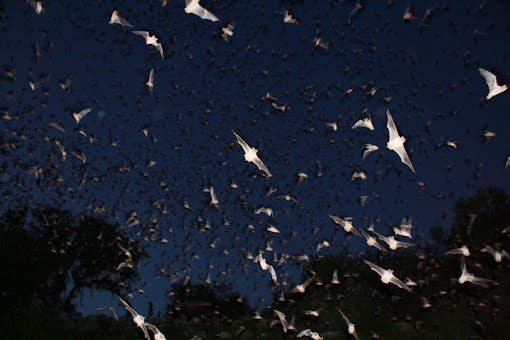 Mexican free-tailed bats exiting Bracken Bat Cave