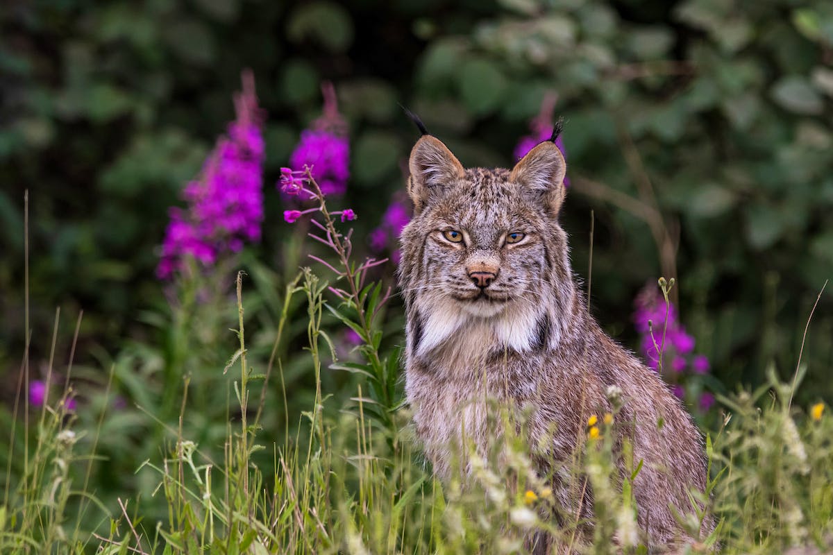 A Canada lynx sits in a field of tall grass, fireweed and purple flowers. It looks straight at the camera.