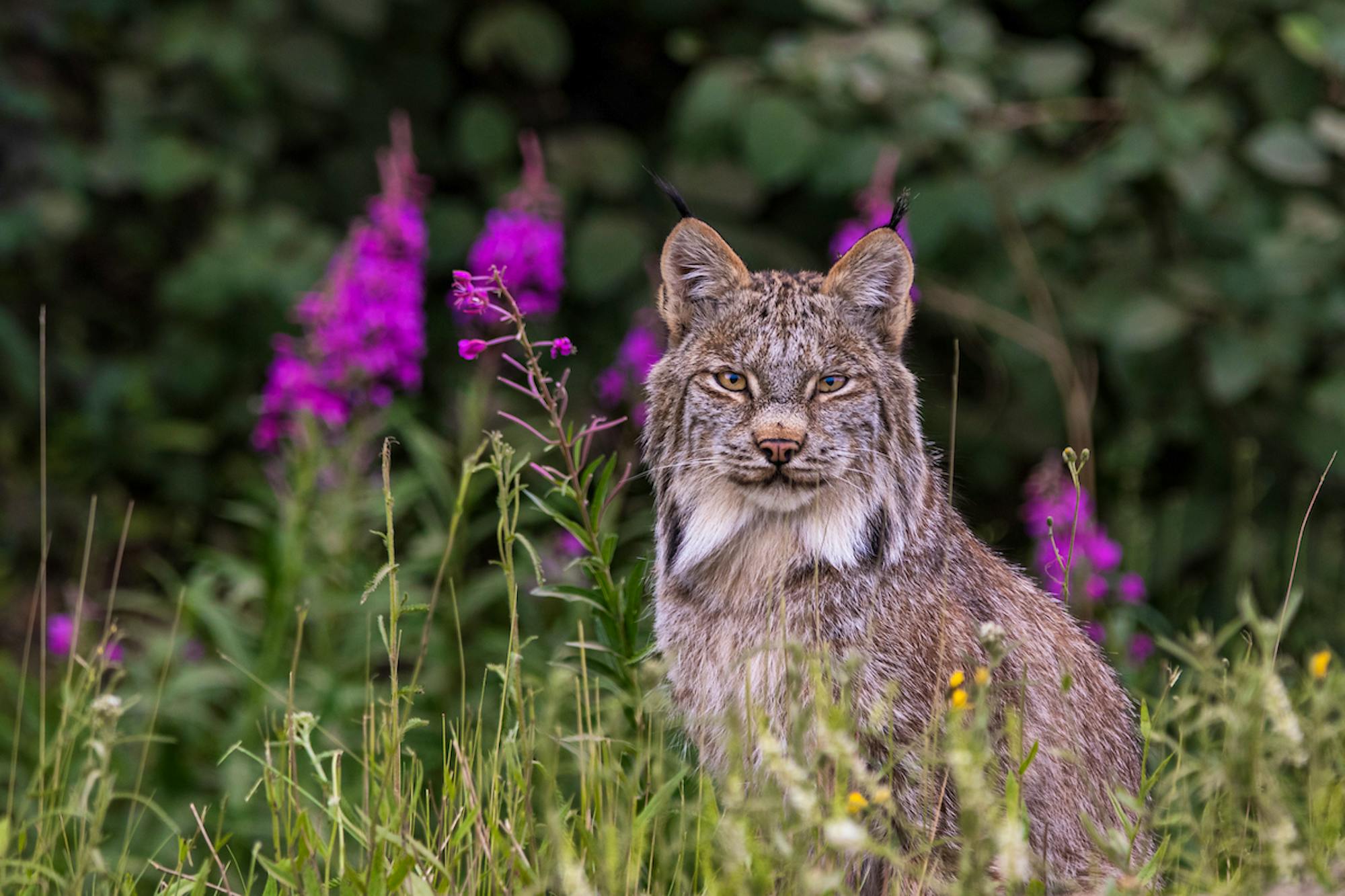 A Canada lynx sits in a field of tall grass, fireweed and purple flowers. It looks straight at the camera.