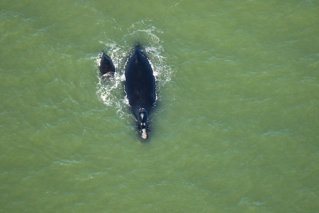 North Atlantic Right Whale with Calf