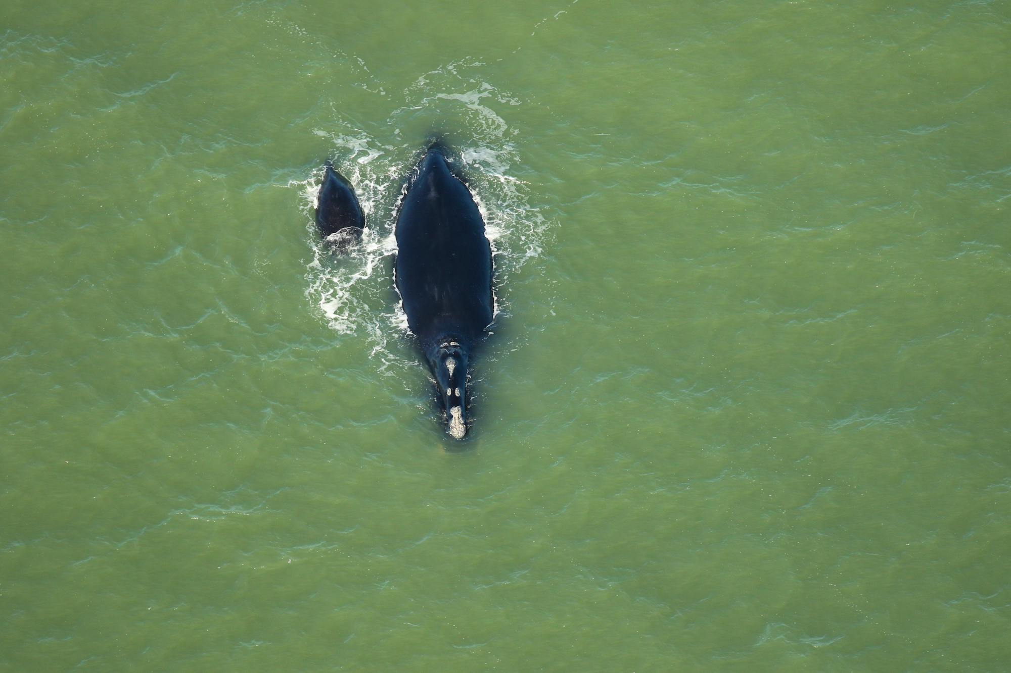  North Atlantic Right Whale with Calf 