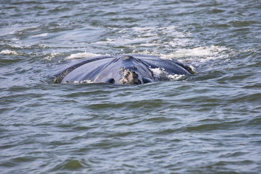 North Atlantic Right Whale Poking Head Out of Water