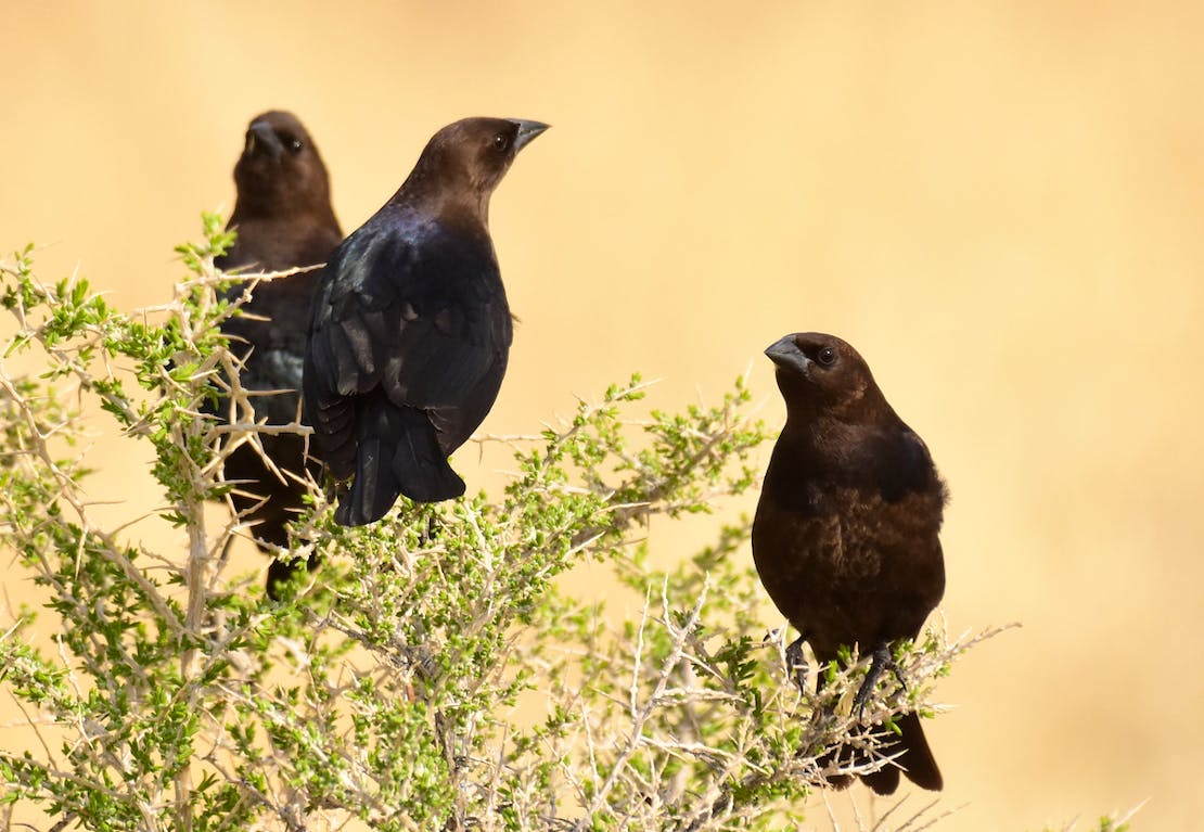 Brown Headed Cowbirds