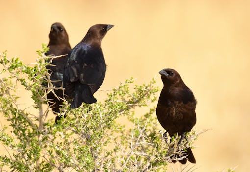 Brown Headed Cowbirds