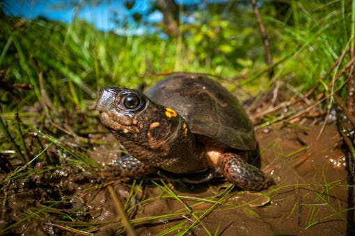 Bog Turtle in the mud 