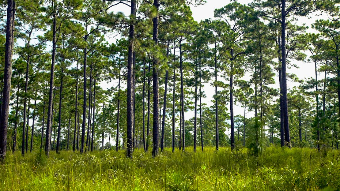 Long leaf pine habitat at Tall Timbers, Florida.