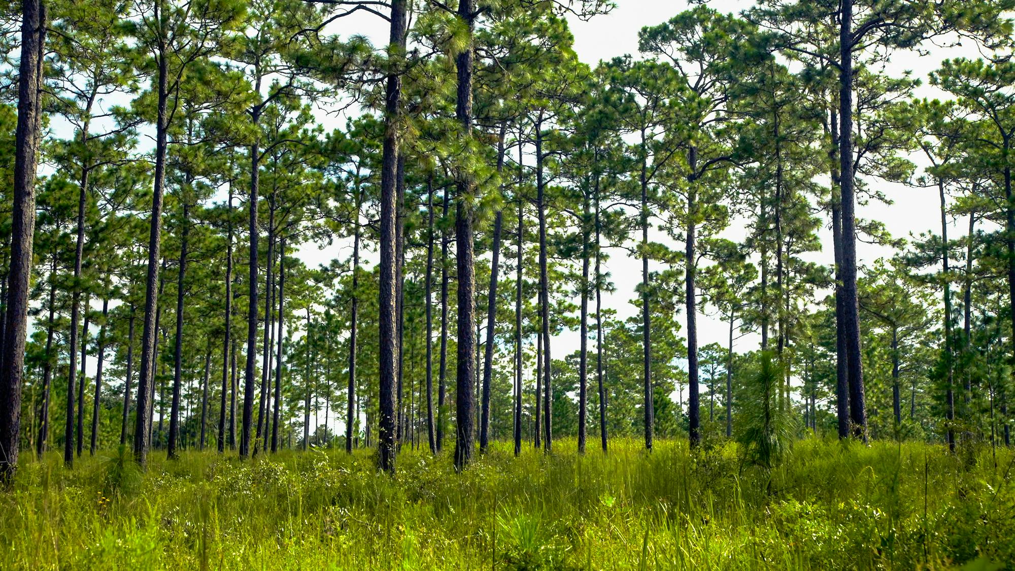 Long leaf pine habitat at Tall Timbers, Florida.