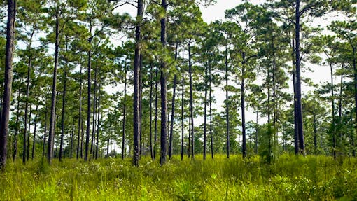 Long leaf pine habitat at Tall Timbers, Florida.