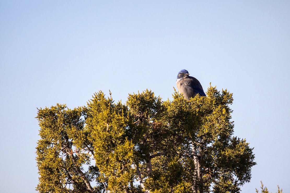  Pinyon Jay Sitting in Tree - New Mexico