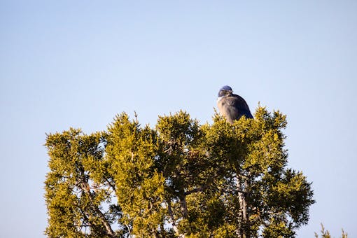  Pinyon Jay Sitting in Tree - New Mexico