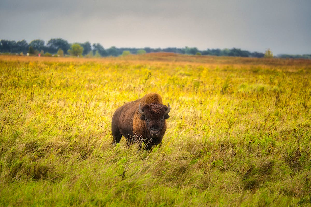 Bison standing in yellow field in Yellowstone Wyoming