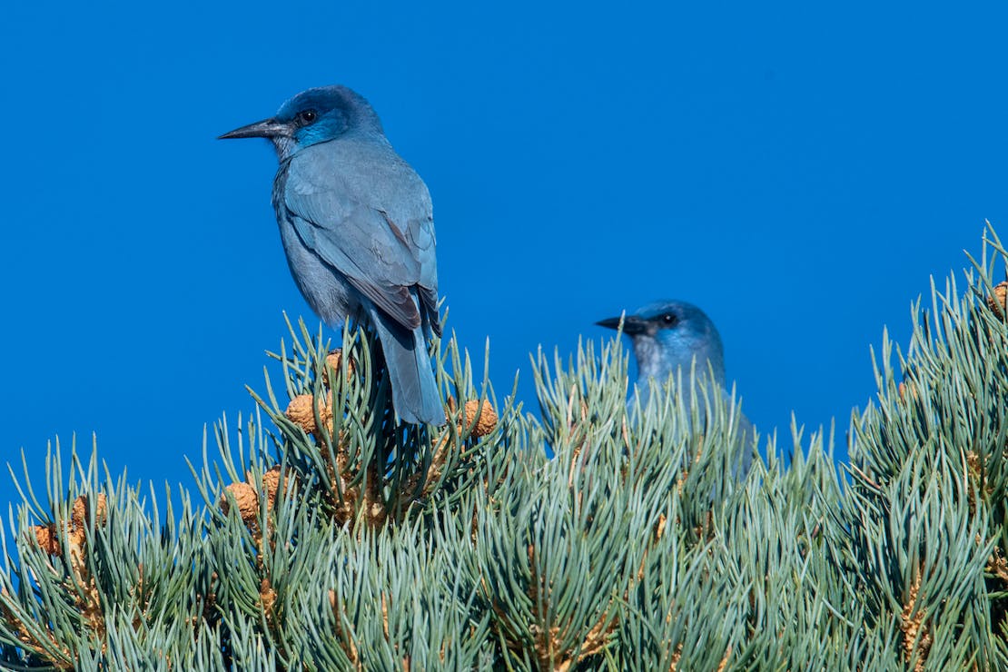 Pinyon Jays in tree - Topaz Lake, Nevada