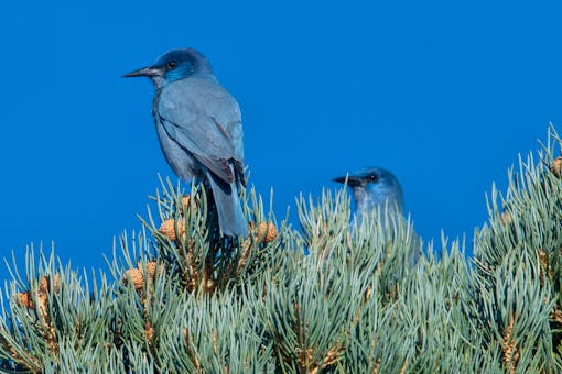 Pinyon Jays in tree - Topaz Lake, Nevada