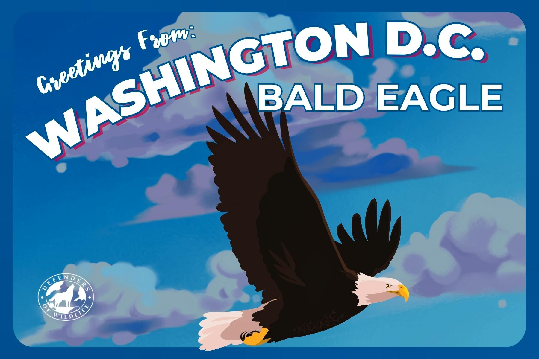 Washington D.C. Postcard Bald Eagle 