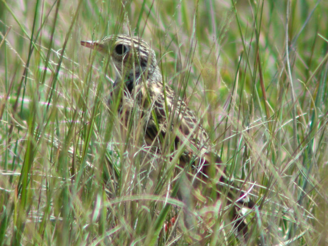 Sprague's Pipit 