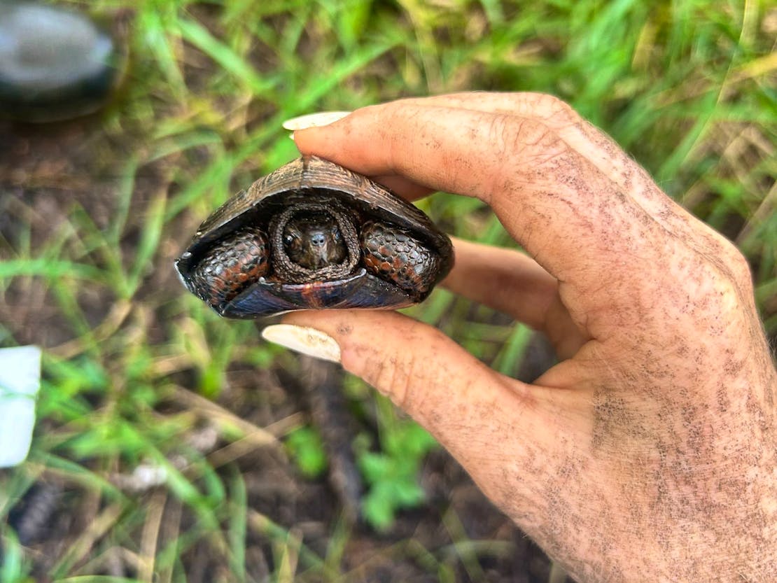 Small bog turtle in hand 