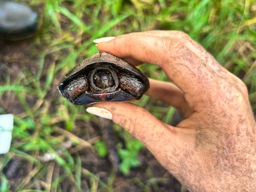 Small bog turtle in hand 