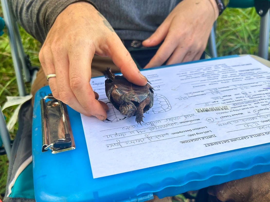 Taking bog turtle measurements