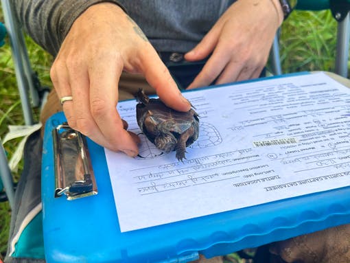 Taking bog turtle measurements