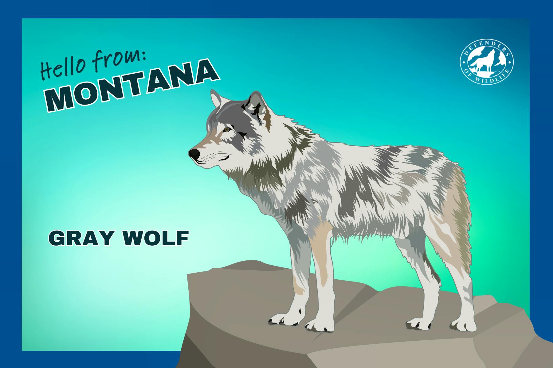 Montana Postcard Gray Wolf