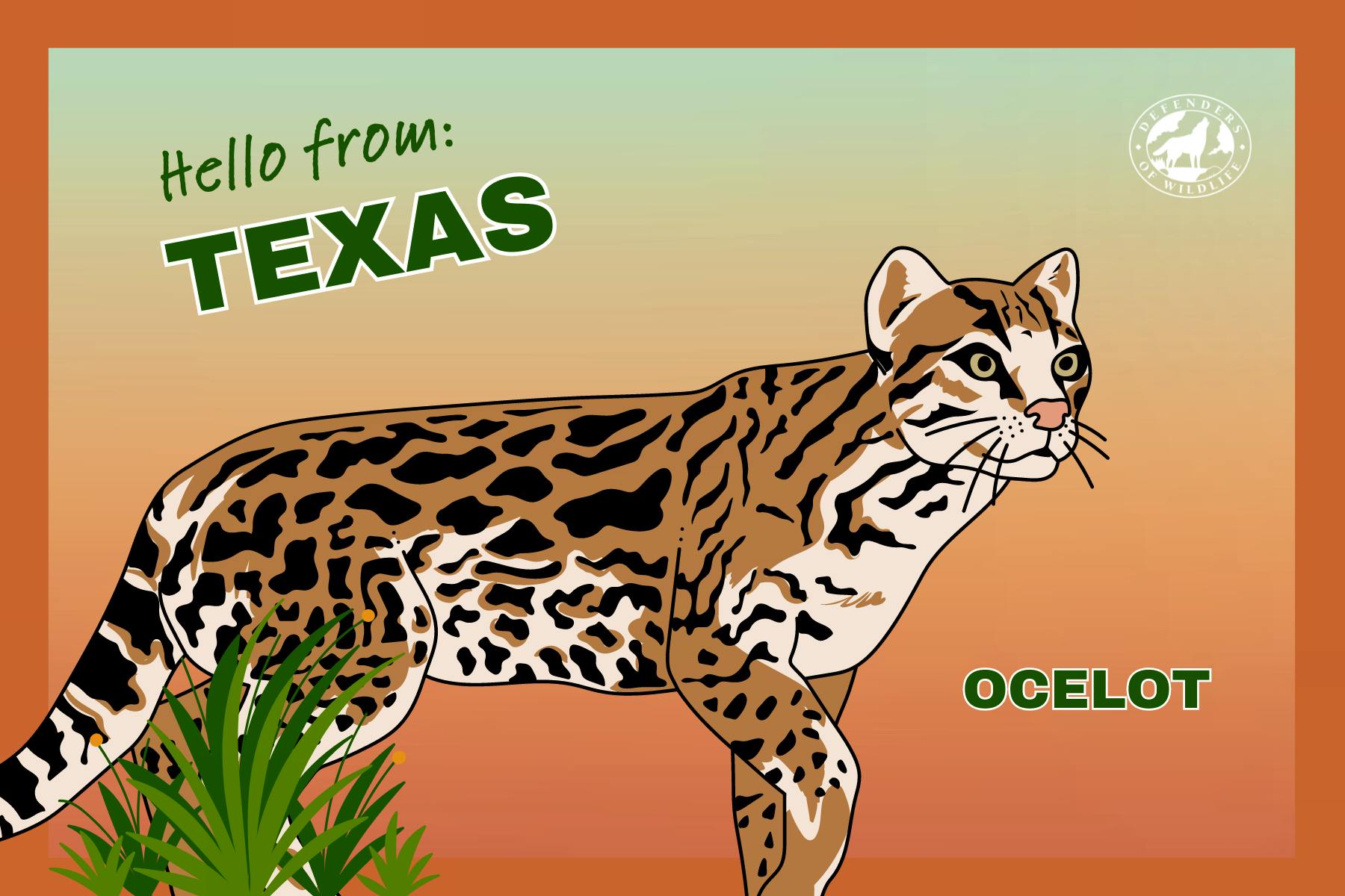Texas Postcard Hello From Texas Ocelot 