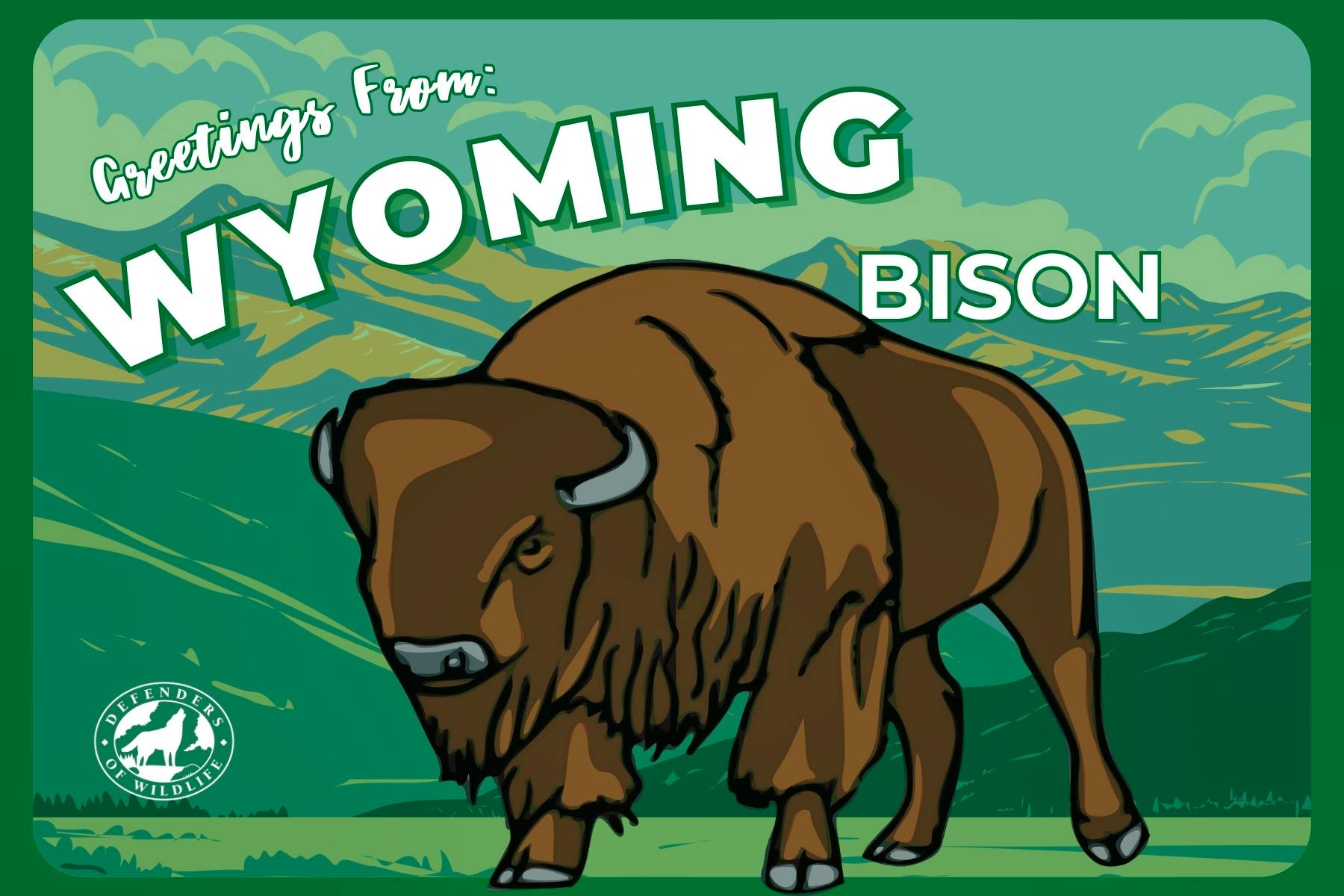 Greetings from Wyoming Bison 