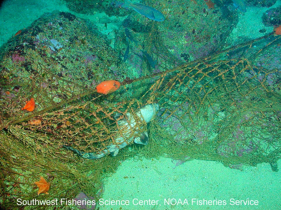 Shark entangled in net with marine debris 